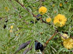 واچلیا فارنزیانا